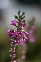 Heather, Calluna.