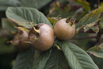 Quince, Cydonia oblonga.