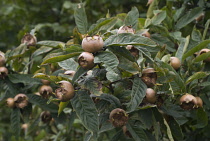 Quince, Cydonia oblonga.