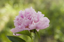 Peony, Paeonia lactiflora 'Sarah Bernhardt'.