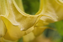 Datura, Angels' trumpets, Brugmansia.