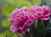 Carnation, Dianthus.