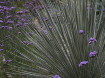 Agave, Twin flowered Agave, Agave geminiflora.