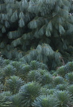 Euphorbia, Spurge, Euphorbia characias wulfenii.