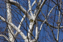 Birch, Betula jacquemontii.