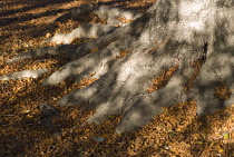 Hornbeam, Carpinus betula.