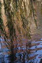 Willow, Weeping willow, Salix babylonica.