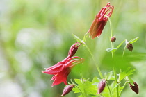 Aquilegia, Columbine, Aquilegia formosa.