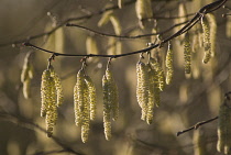 Hazel, Cob-nut, Corylus avellana.