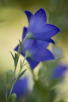 Balloonflower, Platycodon grandiflorus.