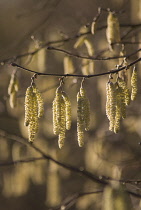 Hazel, Cob-nut, Corylus avellana.