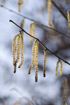 Hazel, Cob-nut, Corylus avellana.