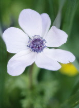 Anemone, Anemone coronaria.