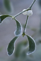 Mistletoe, Viscum album.