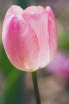 Tulip, Tulipa.