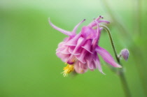 Aquilegia, Columbine, Aquilegia formosa.