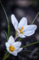 Crocus, Crocus vernus.