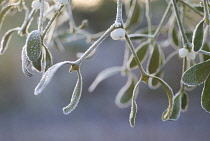 Mistletoe, Viscum album.