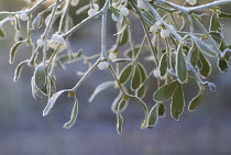 Mistletoe, Viscum album.