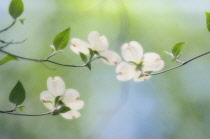 Dogwood, Flowering dogwood, Cornus 'Florida'.