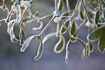 Mistletoe, Viscum album.