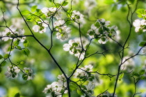 Dogwood, Flowering dogwood, Cornus 'Florida'.