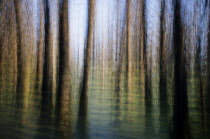 Swampcypress, Taxodium distichum.