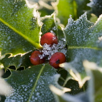 Holly, Ilex aquifolium.