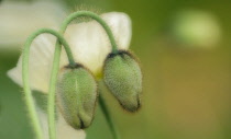 Poppy, Papaver nudicaule, Icelandic poppy, Papaver croceum.