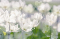 Anemone, Wood anemone, Anemone nemarosa.