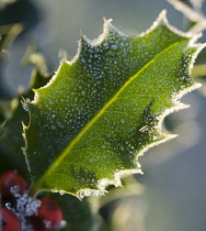 Holly, Ilex aquifolium.