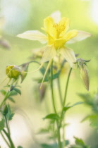 Columbine, Aquilegia.