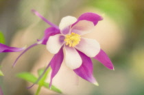 Aquilegia, Columbine, Aquilegia McKana hybrids.