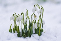 Snowdrop, Galanthus.