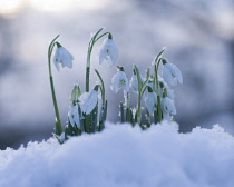 Snowdrop, Galanthus.