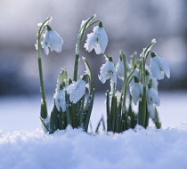 Snowdrop, Galanthus.