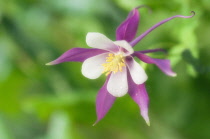 Aquilegia, Columbine, Aquilegia McKana hybrids.