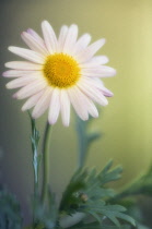 Marguerite, Daisy, Argyranthemum.