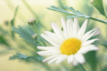 Marguerite, Daisy, Argyranthemum.