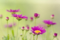 Marguerite, Daisy, Argyranthemum.