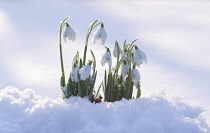 Snowdrop, Galanthus.