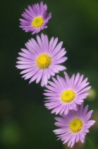 Daisy, Brachycome iberidifolia.