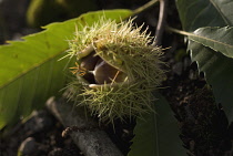 Chestnut, Sweet chesnut, Castanea sativa.