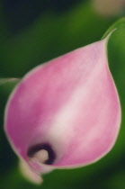 Lily, Arum lily, Calla lily, Zantedeschia.