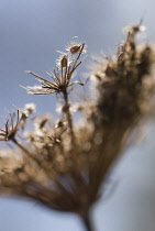 Carrot, Wild carrot, Daucus carota.