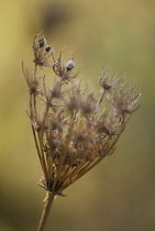 Carrot, Wild carrot, Daucus carota.