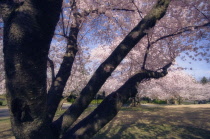 Cherry, Prunus serrulata.