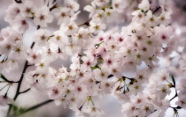 Cherry, Prunus serrulata.