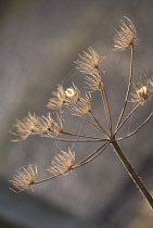 Hogweed, Heracleum sphondylium.