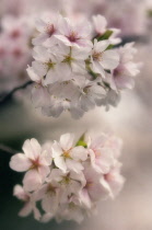 Cherry, Prunus serrulata.